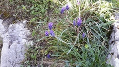 Muscari neglectum