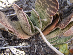 Gasteria disticha
