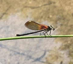 Hetaerina americana