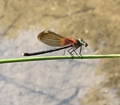 Hetaerina americana