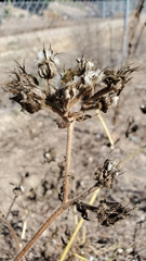 Helminthotheca echioides