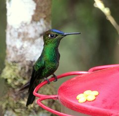 Heliodoxa leadbeateri
