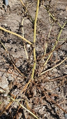 Helminthotheca echioides