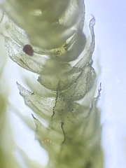 Hyocomium armoricum