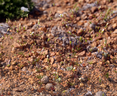 Leptosiphon septentrionalis