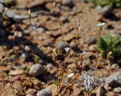 Leptosiphon septentrionalis