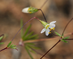 Leptosiphon septentrionalis
