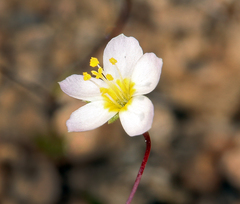Leptosiphon septentrionalis
