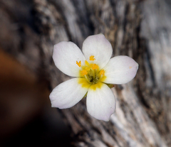 Leptosiphon septentrionalis