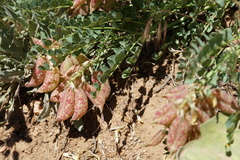 Astragalus oophorus