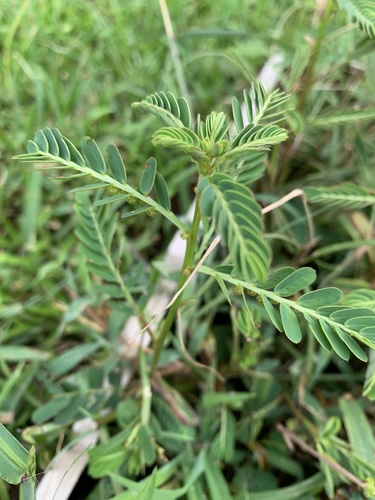 Phyllanthus urinaria image