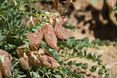 Astragalus oophorus