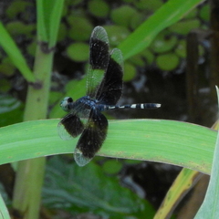 Erythrodiplax attenuata