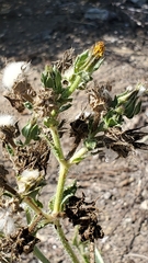 Helminthotheca echioides