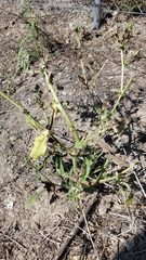 Helminthotheca echioides