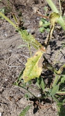 Helminthotheca echioides