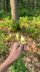Digitalis grandiflora