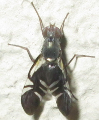 Metasphenisca