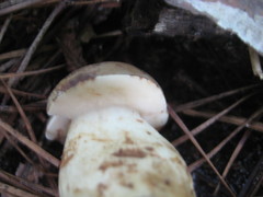 Tylopilus peralbidus