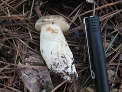 Tylopilus peralbidus