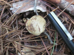 Tylopilus peralbidus