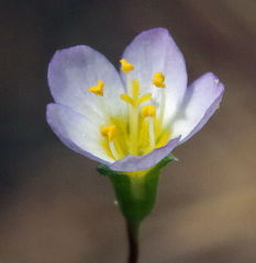 Leptosiphon septentrionalis