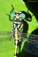 Platygomphus dolabratus