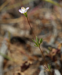 Leptosiphon septentrionalis
