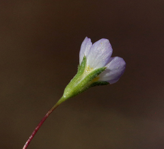 Leptosiphon septentrionalis
