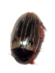 Dytiscoidea
