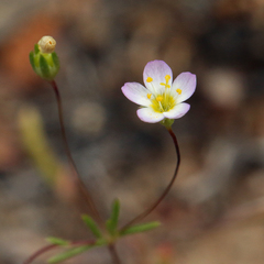 Leptosiphon septentrionalis