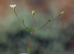 Leptosiphon septentrionalis