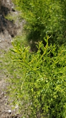 Baccharis