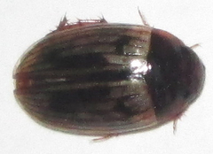 Dytiscoidea