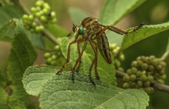 Diogmites crudelis