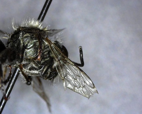iNaturalist observation photo of Osmia nemoris
