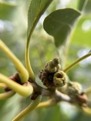 Callirhytis glandulus