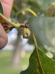 Callirhytis glandulus