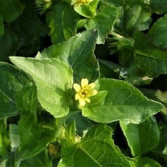 Calyptocarpus vialis