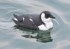 Little Auk photo 4