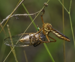 Diogmites crudelis