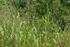 Sorghum halepense