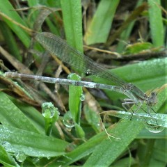 Argia sedula