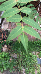 Ailanthus altissima