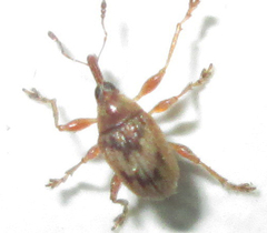 Nanophyinae