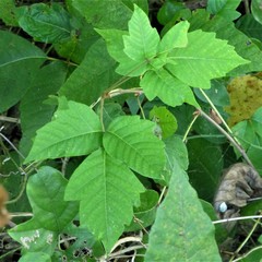 Toxicodendron radicans
