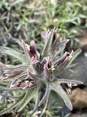 Castilleja nana