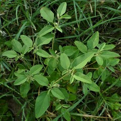 Croton monanthogynus