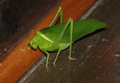 Paracaedicia serrata