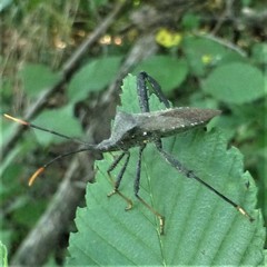 Acanthocephala terminalis